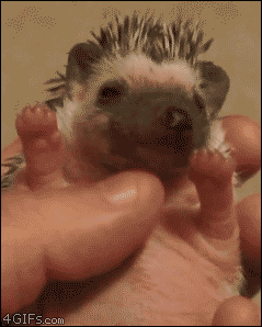 01-funny-gif-132-yawning-baby-hedgehog