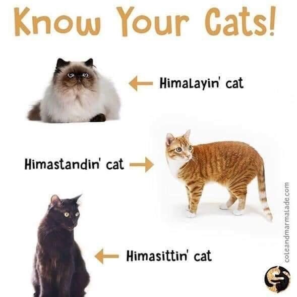 cat-know-cats-himastandin-cat-himalayin-cat-himasittin-cat-coleandmarmaladecom