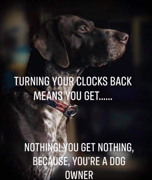 dog_owners_dst