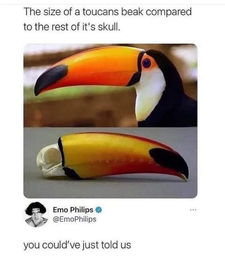 bird-size-toucans-beak-compared-rest-s-skull-emo-philips-emophilips-couldve-just-told-us