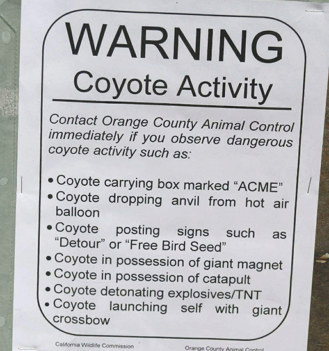 1-Coyote-Activity