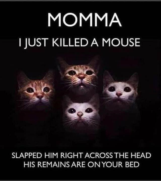 cat-momma-just-killed-mouse-slapped-him-right-across-head-his-remains-are-on-bed